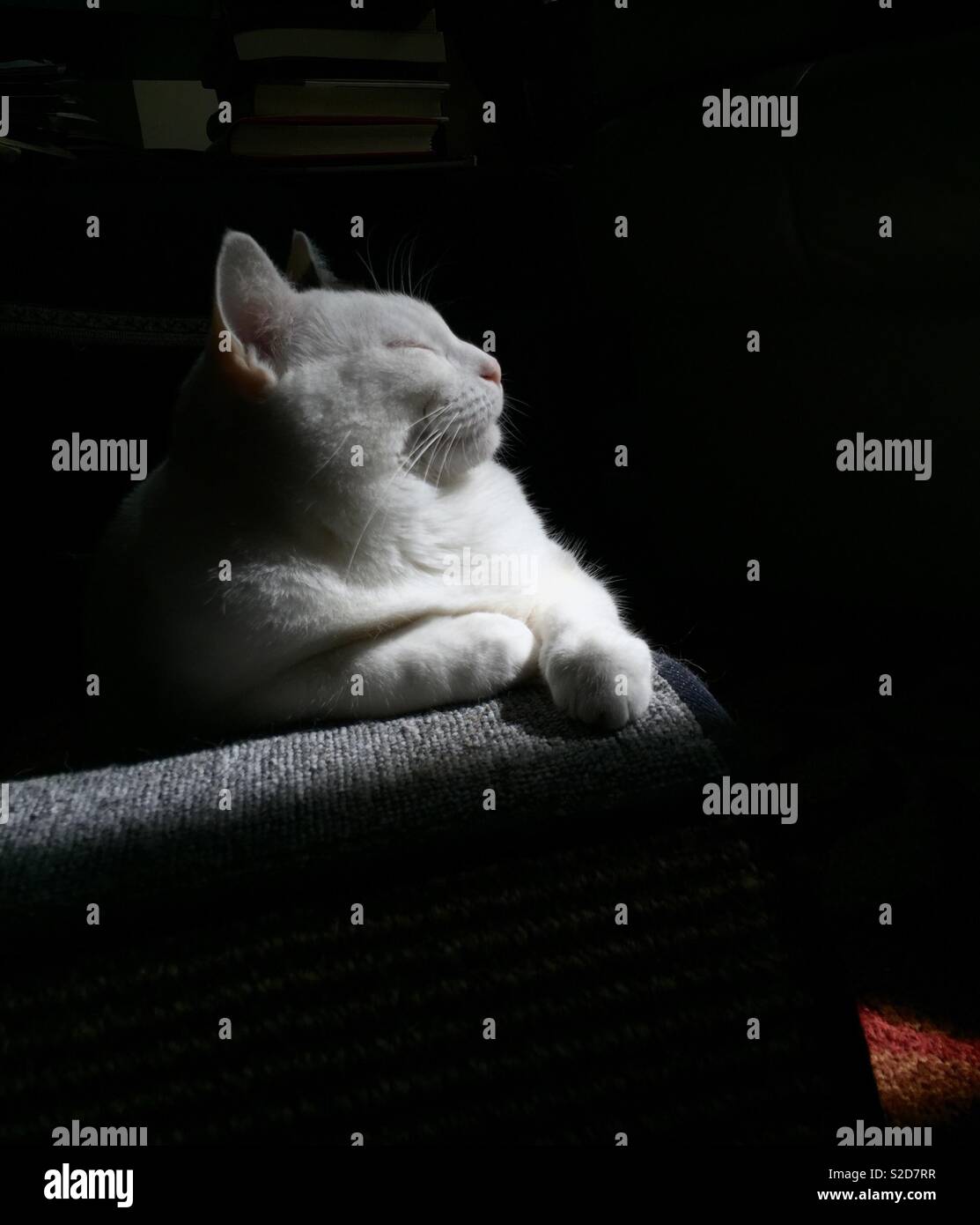 Gatto bianco pronto per il suo primo piano. Profilo Cat appoggiato alla luce del sole su una sedia a onde di gattino. Foto Stock