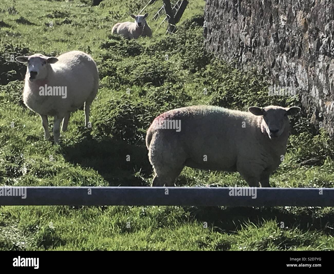 Pecora su terreni agricoli a Rhiw vicino Aberdaron Ottobre 2018 Foto Stock