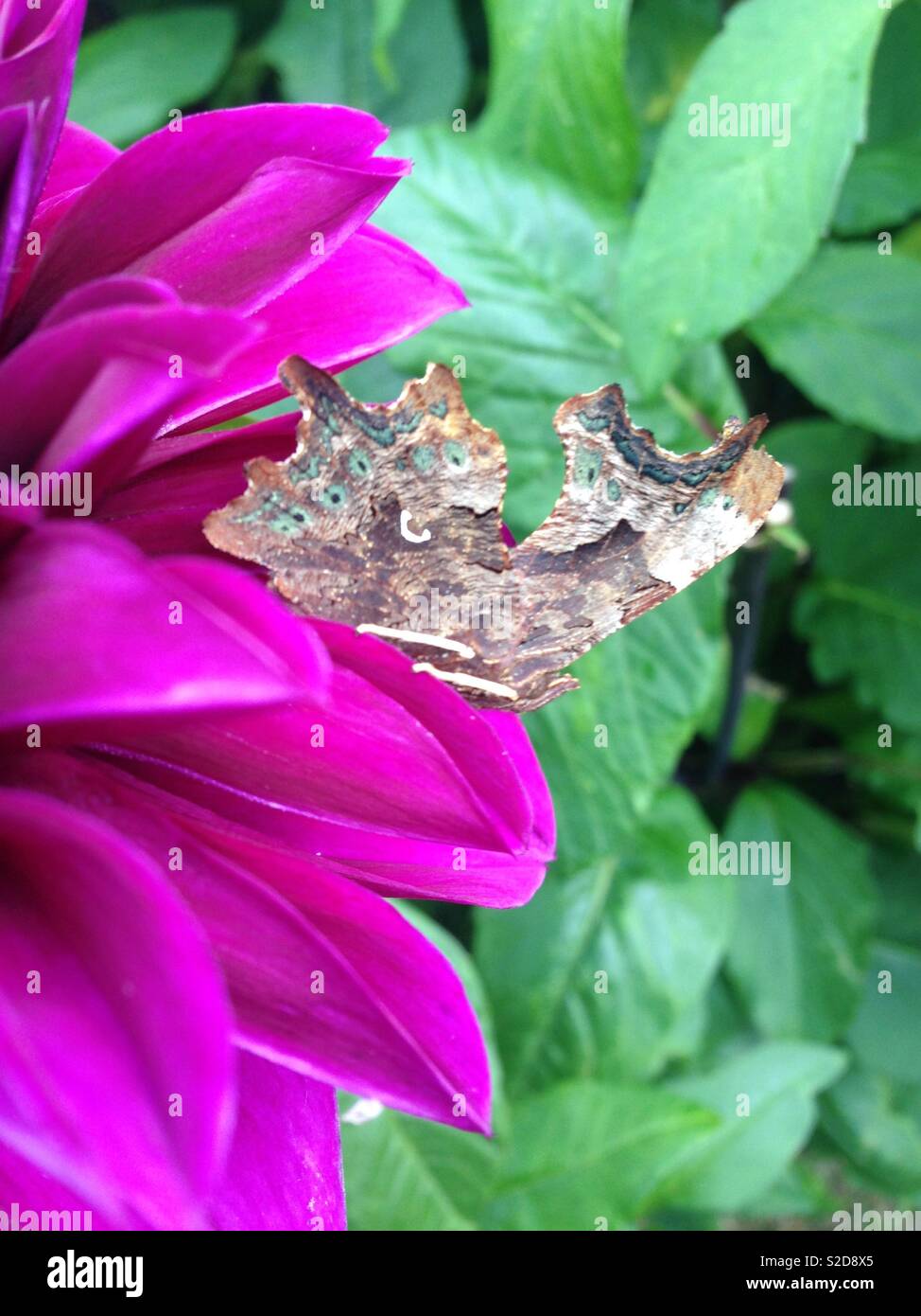 Virgola butterfly su un viola Fiore Dahlia Foto Stock