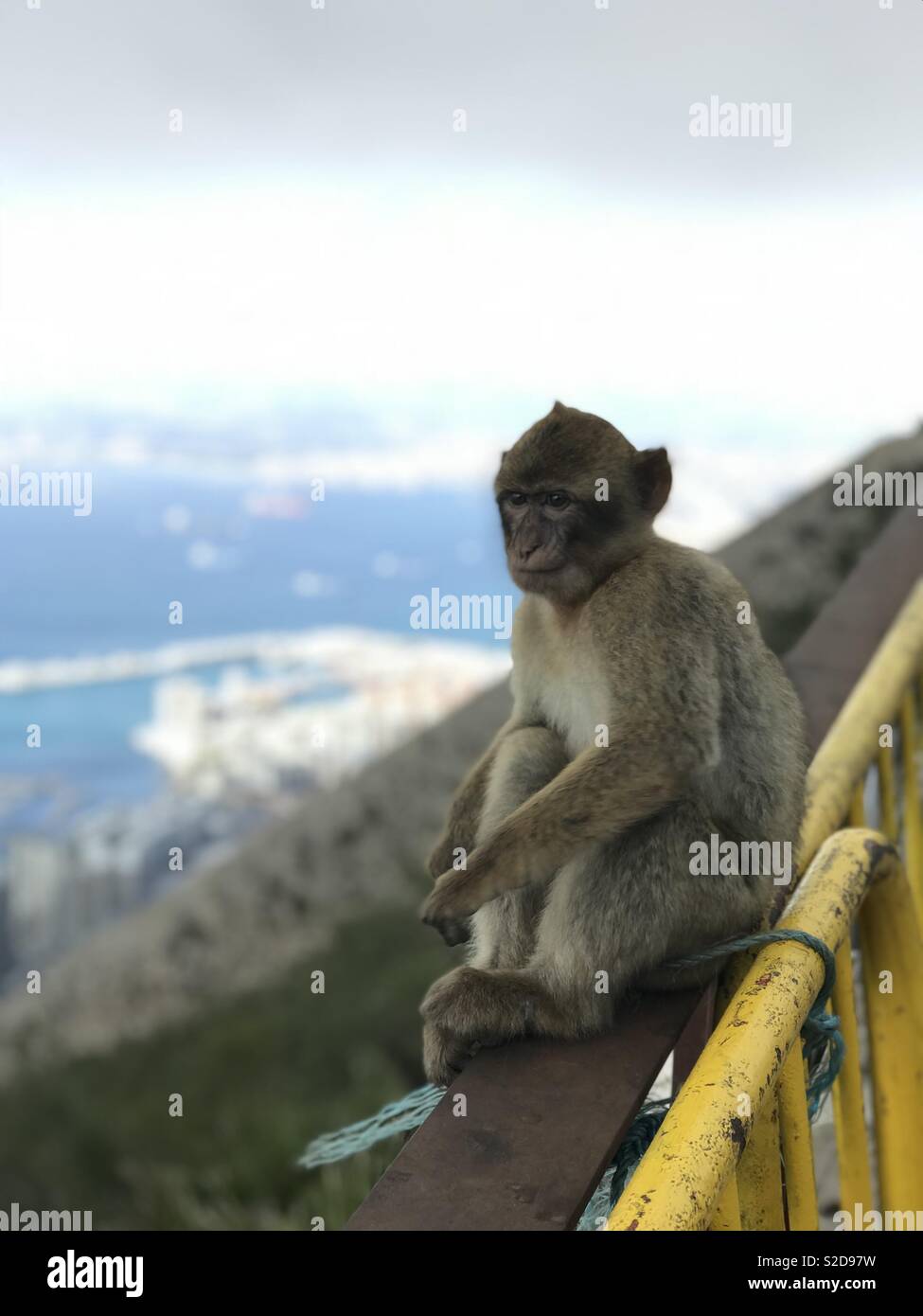 Gibilterra Monkey 2 Foto Stock