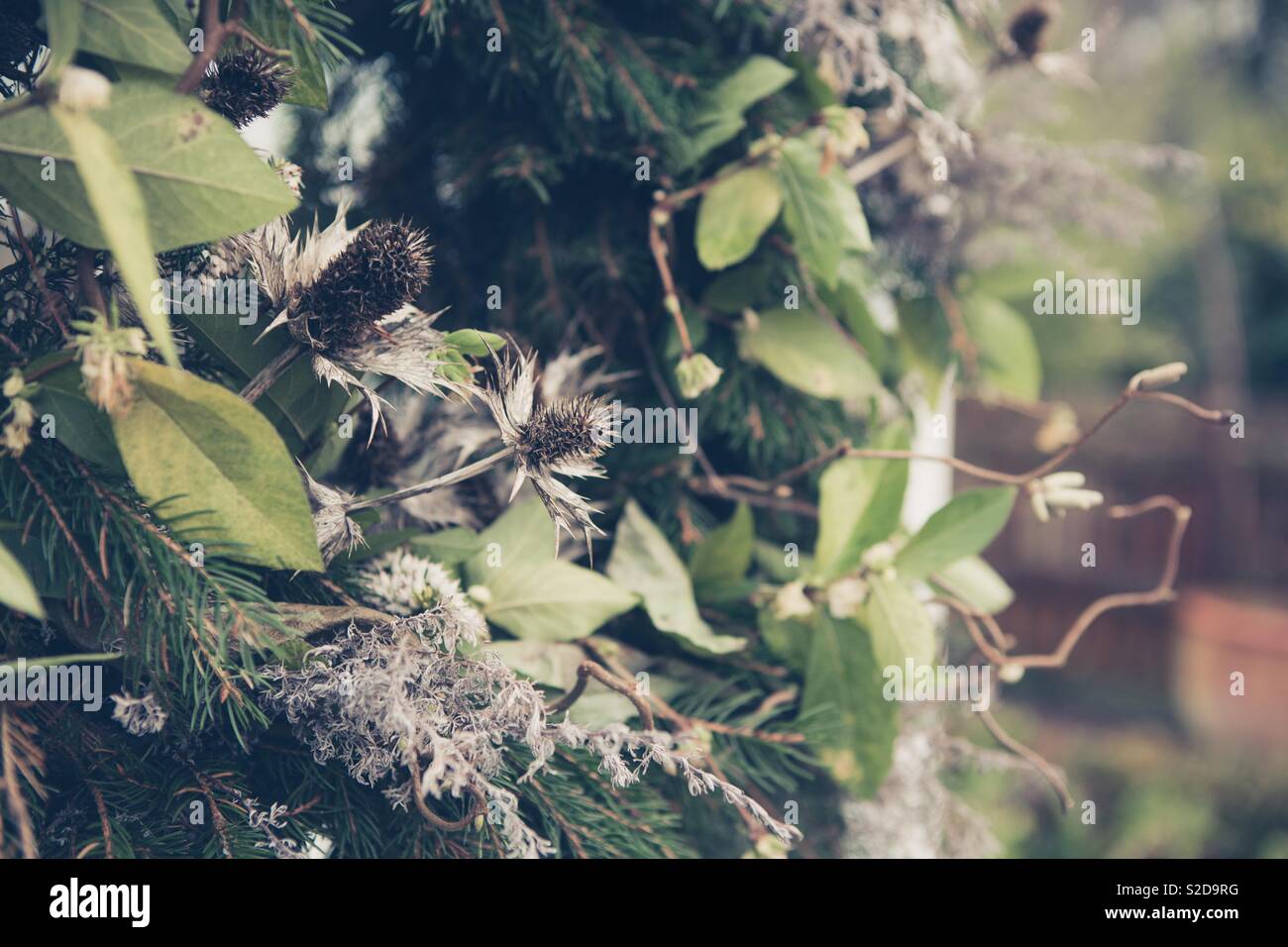 Close up di naturale English country garden ghirlanda di Natale. Ghirlanda di festa con colori neutri, fiori secchi, abete e cardi Foto Stock