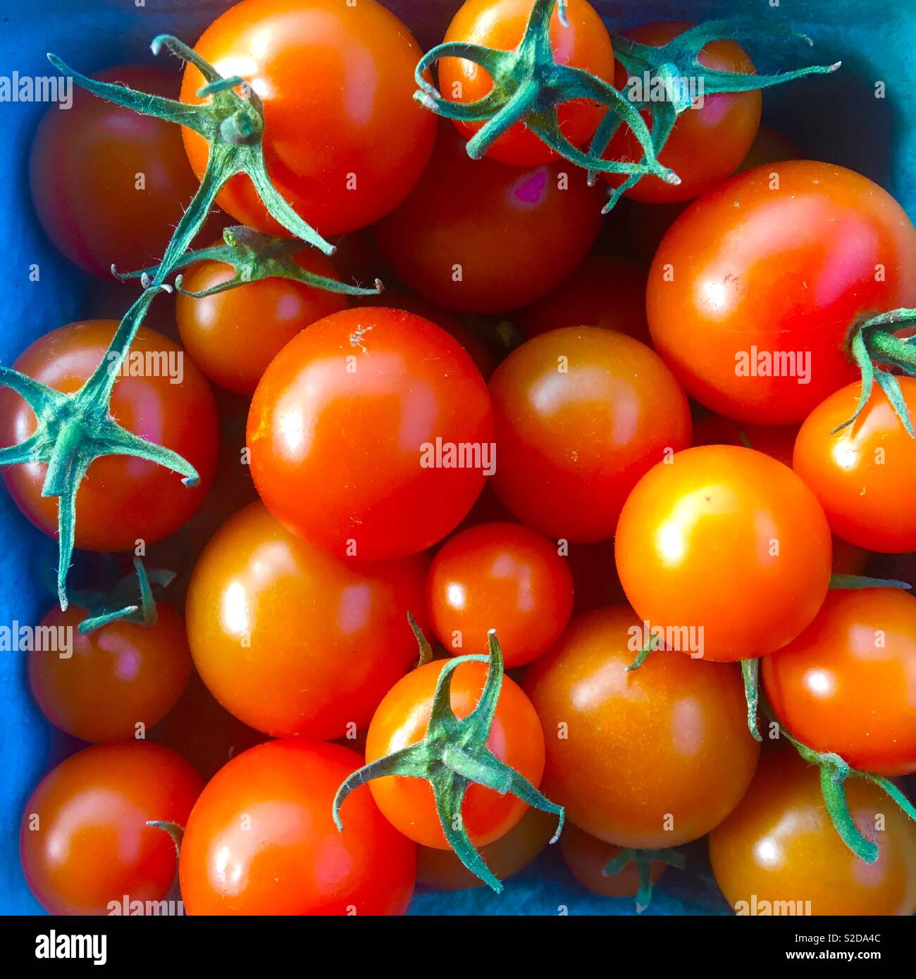Freschi pomodori ciliegia in una cestella di cartone Foto Stock
