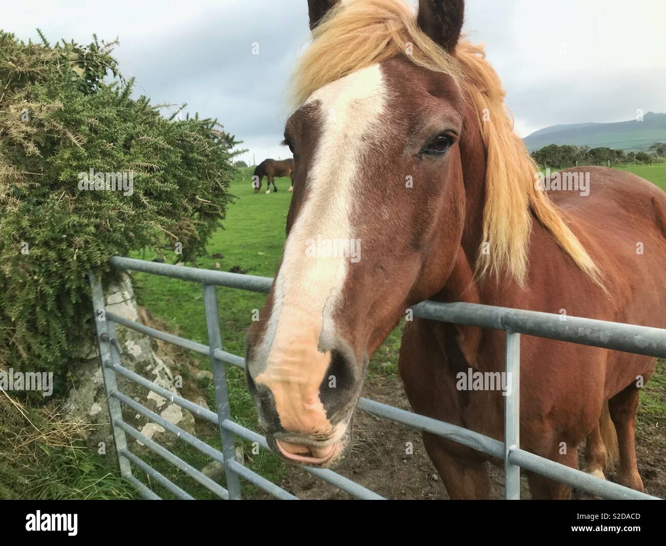 Pronto per l'alimentazione di tempo a cavallo Rhiw vicino Aberdaron Ottobre 2018 Foto Stock
