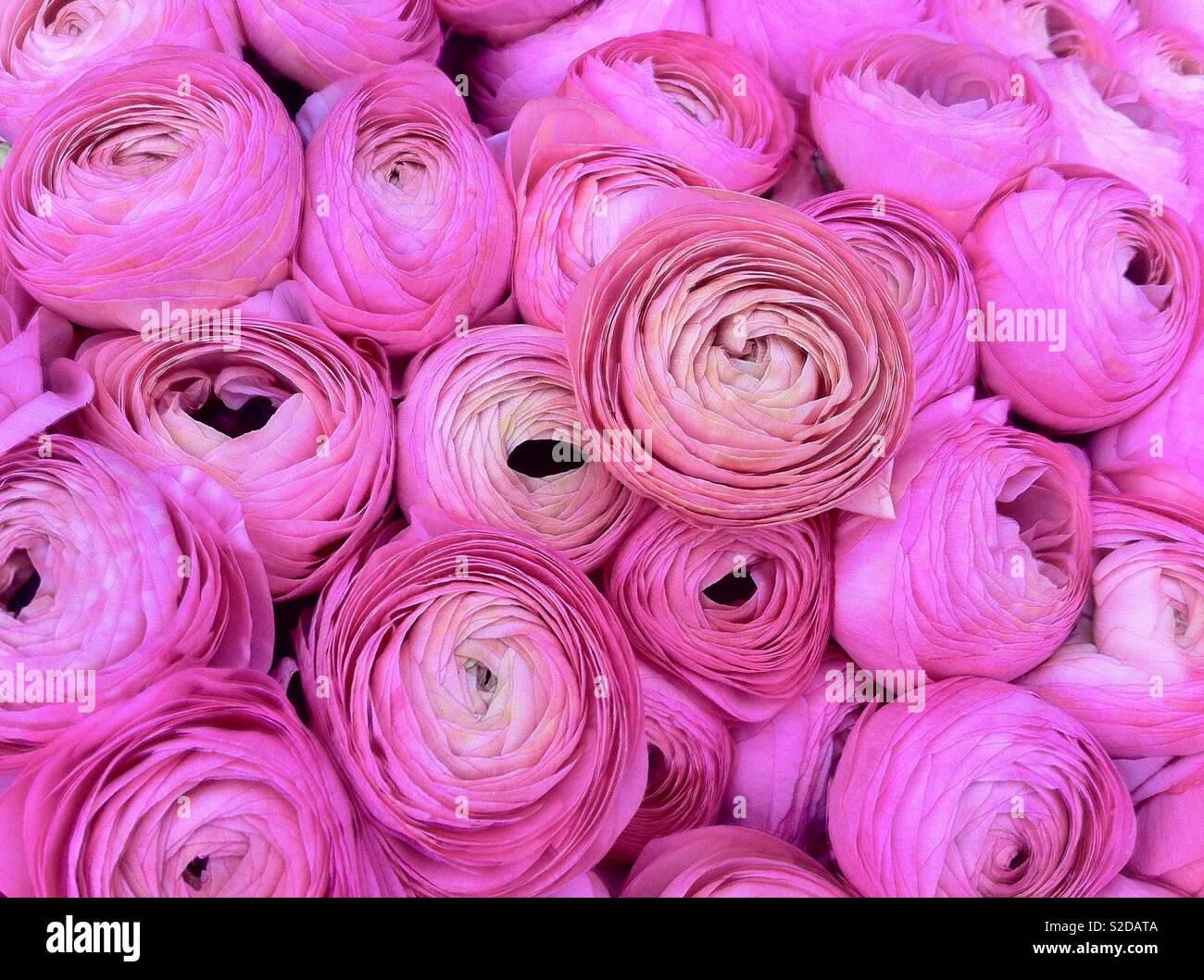 Mazzo di fiori di un bel colore rosa ranuncoli fiori Foto stock - Alamy