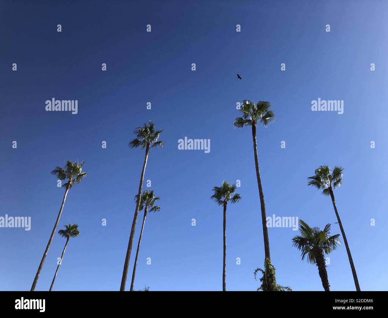 California Dreaming Foto Stock