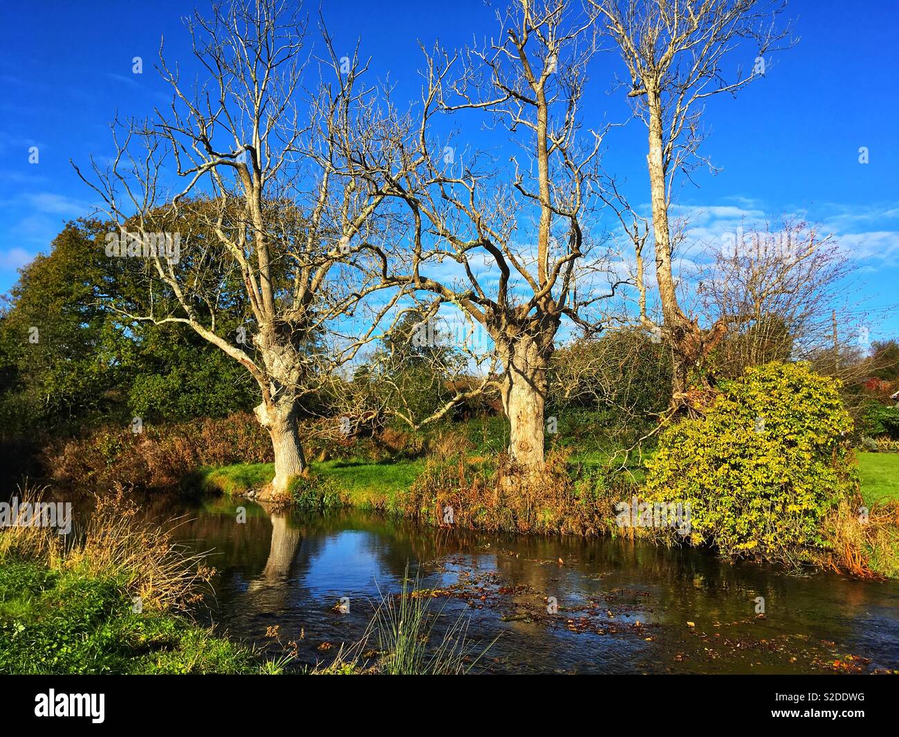 Tre vecchi alberi con foglie non accanto a un fiume in autunno in una giornata di sole con cielo blu Foto Stock