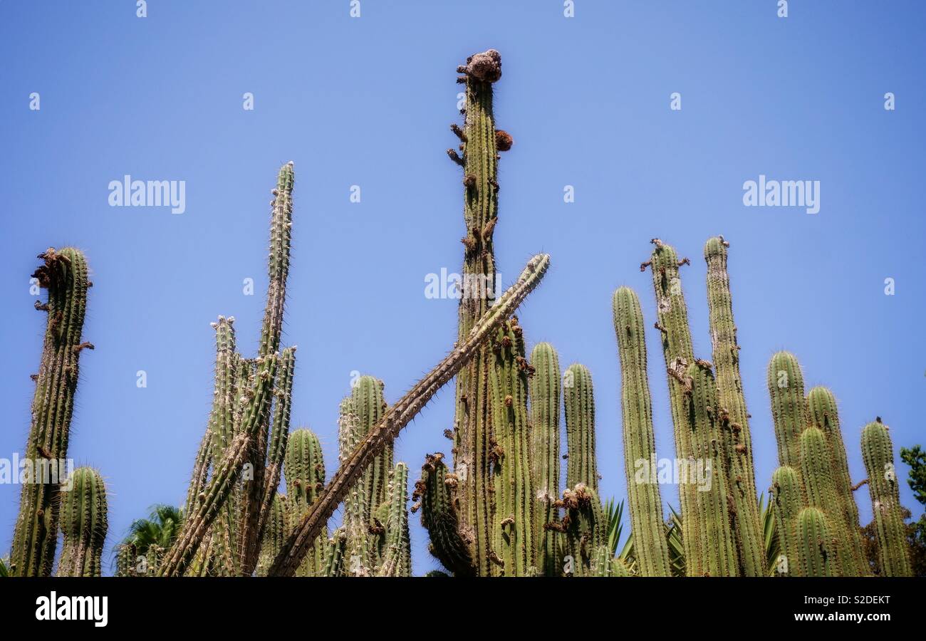 Gruppo di cactus indipendente alto in un cielo blu chiaro Foto Stock