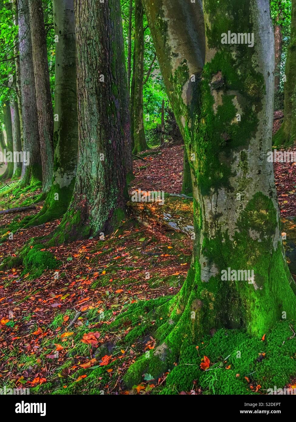 Alberi in autunno England Regno Unito - Immagine stock catturata con smartphone