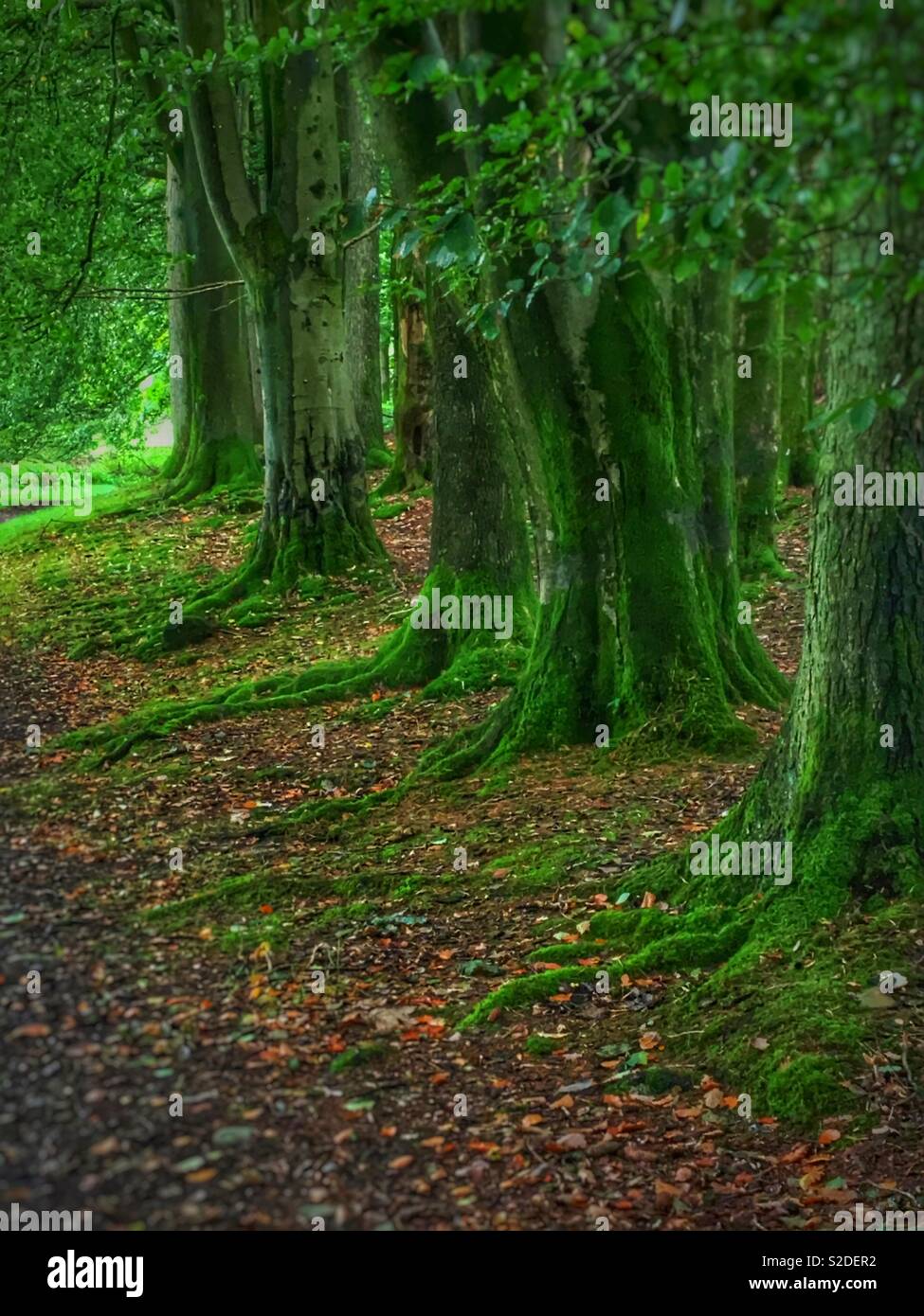 Alberi in autunno England Regno Unito - Immagine stock catturata con smartphone