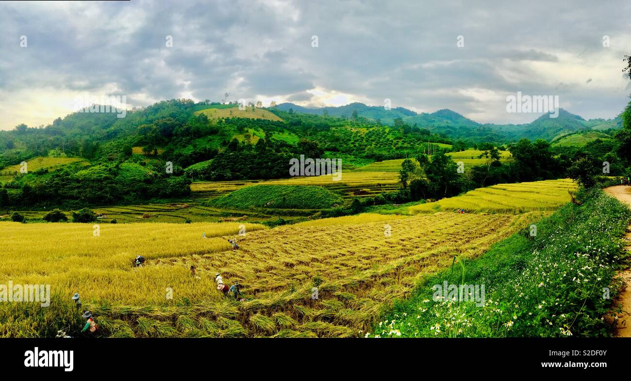 Raccolto di risone in Mae Ai - Mae Na Wang regione nel nord della Thailandia. - Immagine stock catturata con smartphone