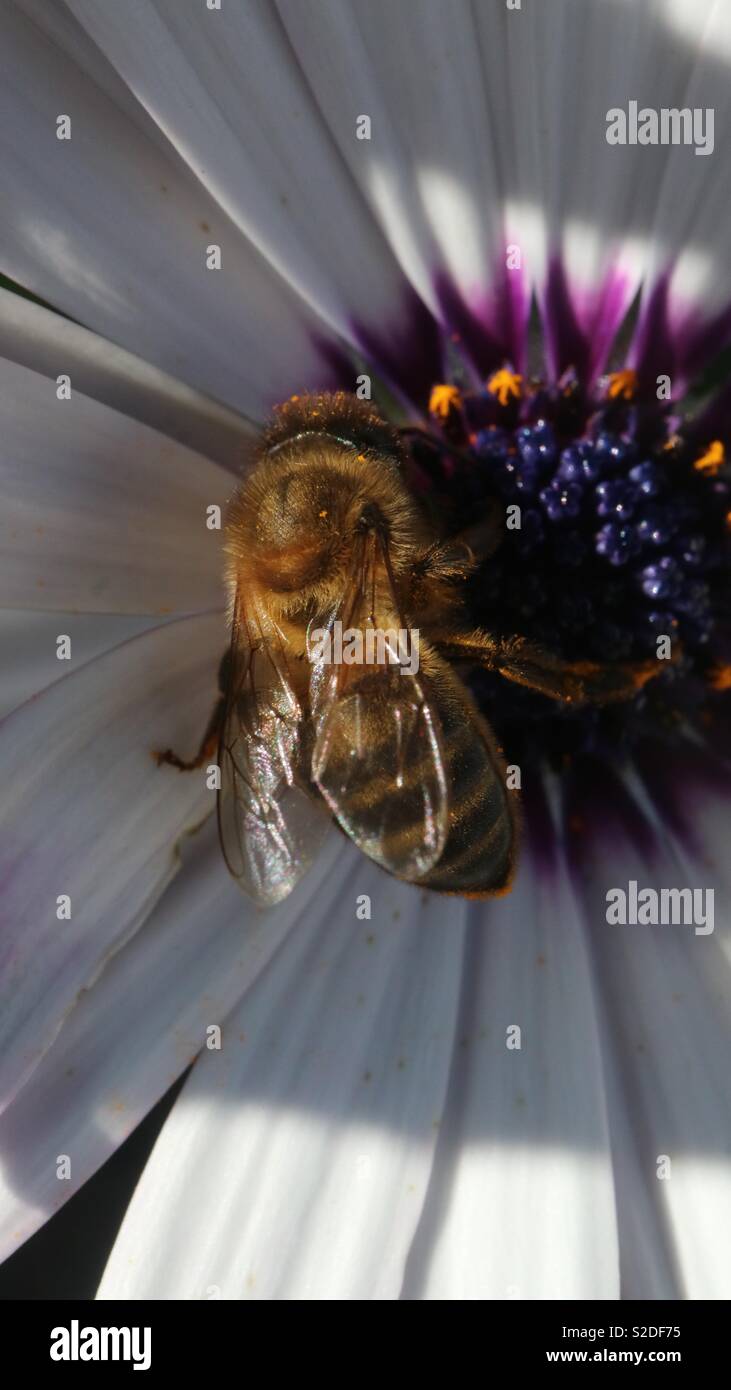 Il miele delle api,fiore bianco Foto Stock