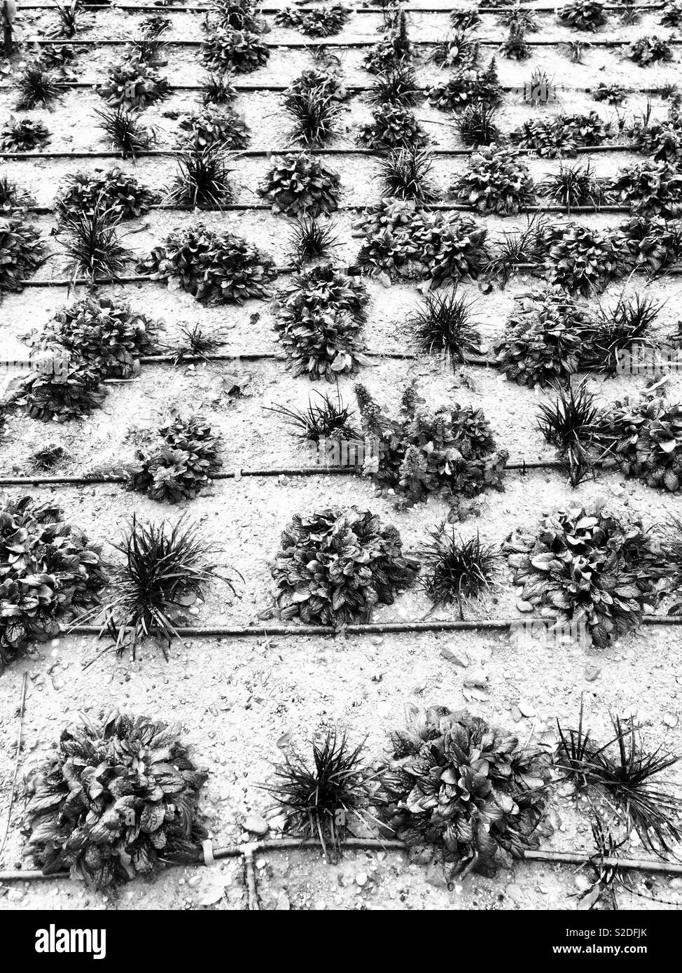 Foglie di foglie di piante vegetali concetto pattern texture sistema di irrigazione la coltura intensiva natura seriale controllo ambiente inquinamento OGM innaturale Foto Stock