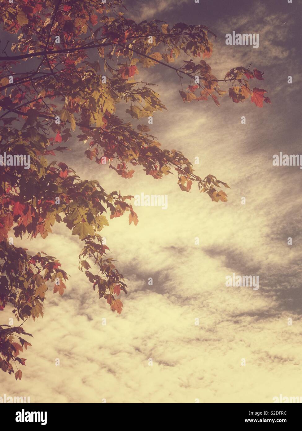 Foglie di autunno e cielo nuvoloso al tramonto Foto Stock