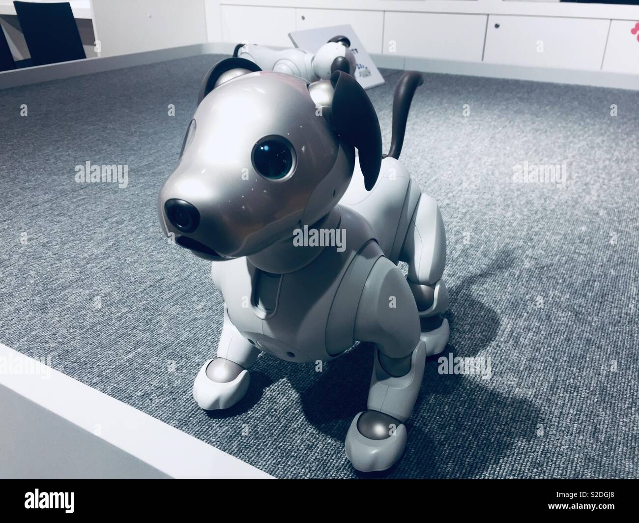 Cucciolo amore - cane robot AIBO Sony - Giappone pet robotico Foto stock -  Alamy
