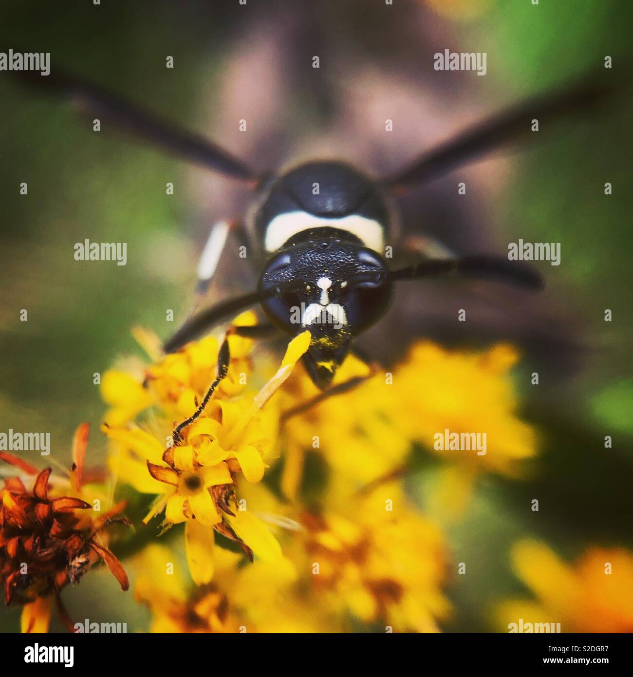 Potter fraterna wasp, Wayne County, Pennsylvania Foto Stock