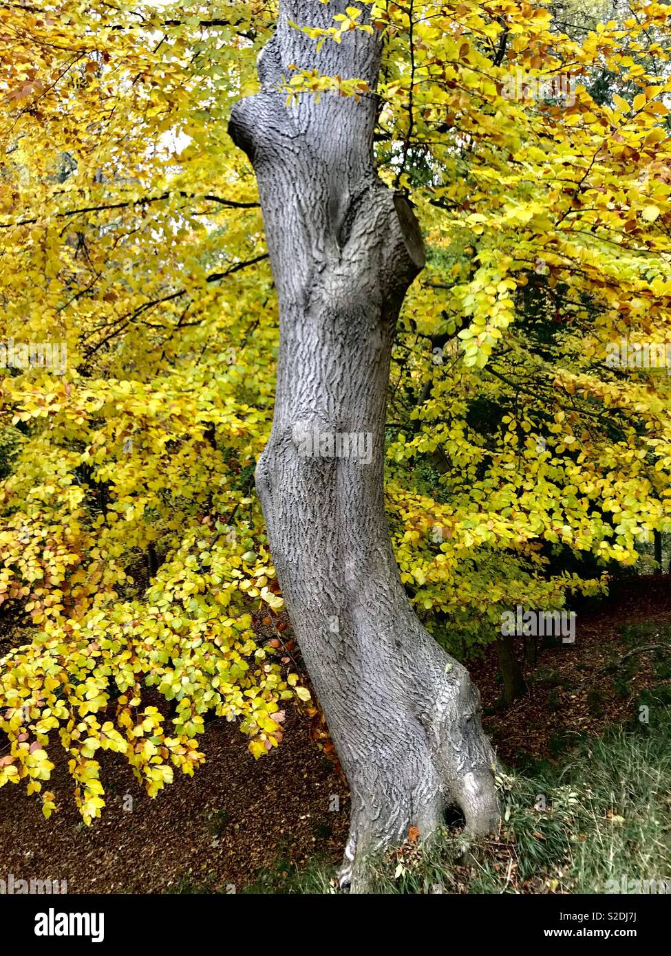 Il tronco di un albero circondato da fogliame autunnale. Foto Stock