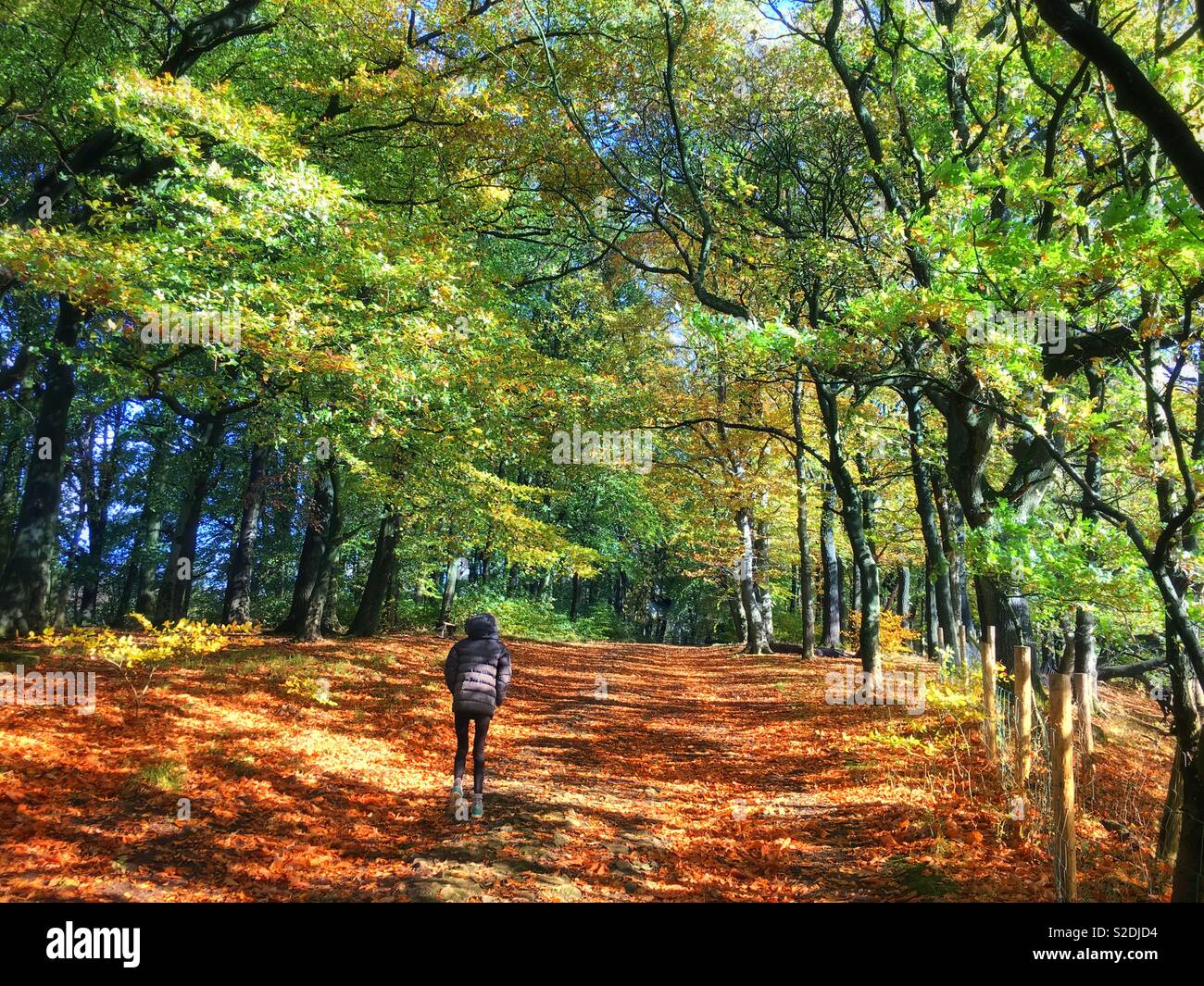 Giovane ragazza camminare attraverso un bosco in autunno con le foglie a terra a Rivington in Lancashire, Regno Unito Foto Stock