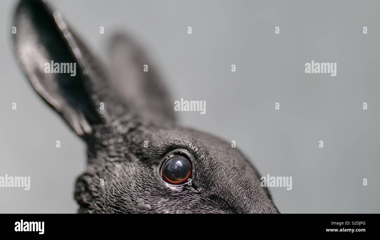 La porcellana bunny ritratto con gli occhi e le orecchie - Immagine stock catturata con smartphone