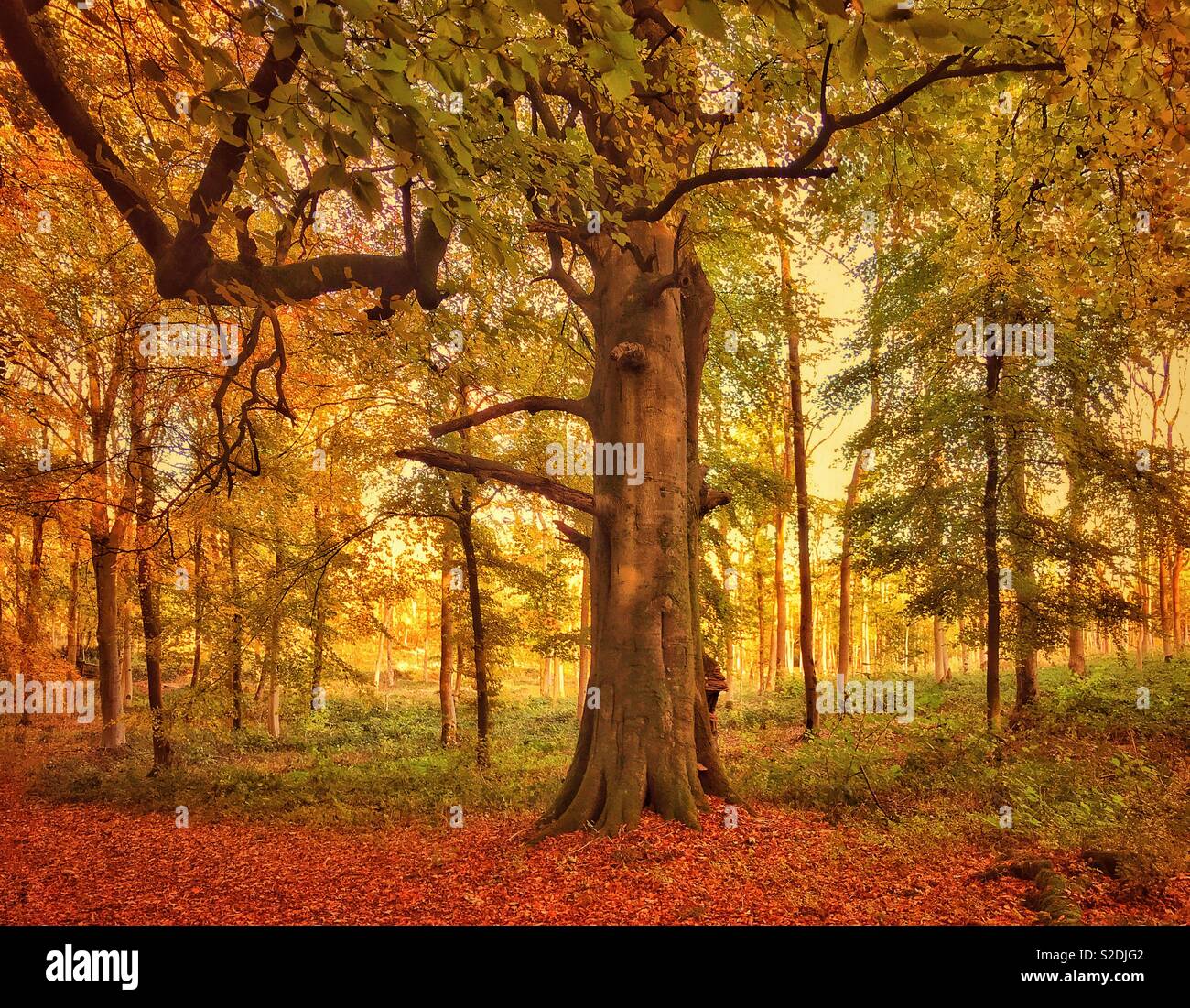 Colori autunnali in un bosco inglese durante il tardo pomeriggio di sole. L'autunno è alcune persone preferito del momento dell'anno. Credito foto - © COLIN HOSKINS. Foto Stock
