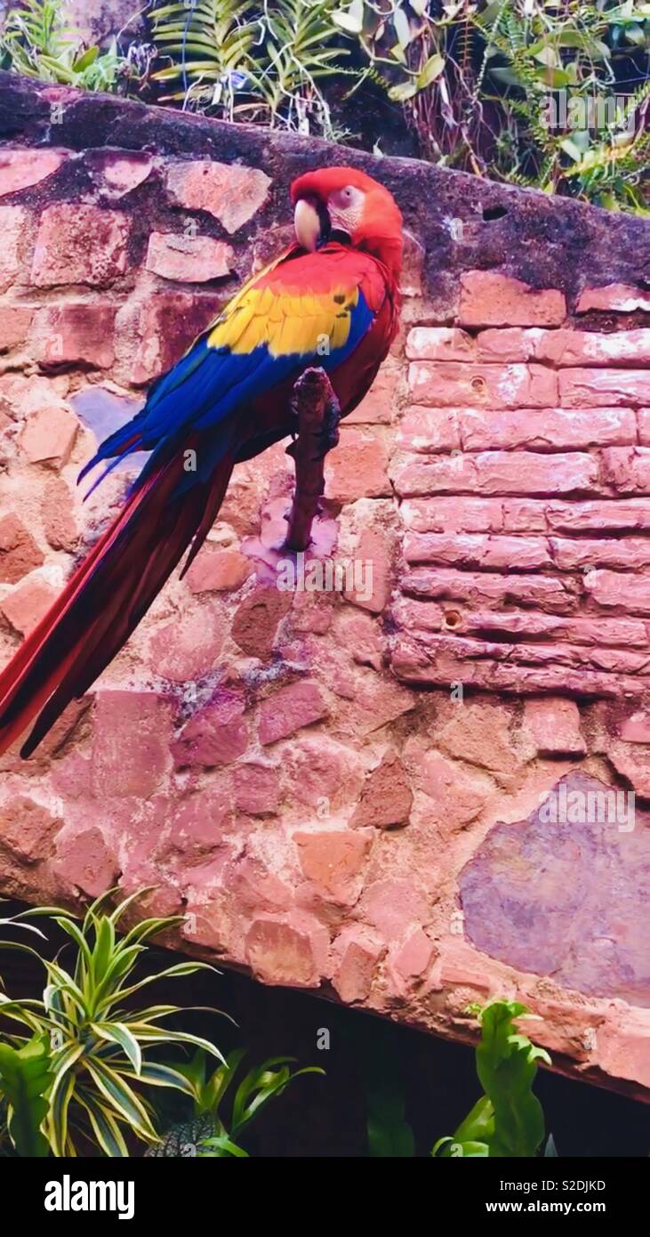 Si appollaia scarlet macaw parrot Foto Stock