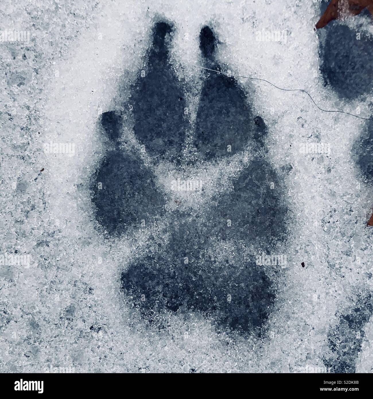 Zampa del cane foot print nella neve Foto Stock