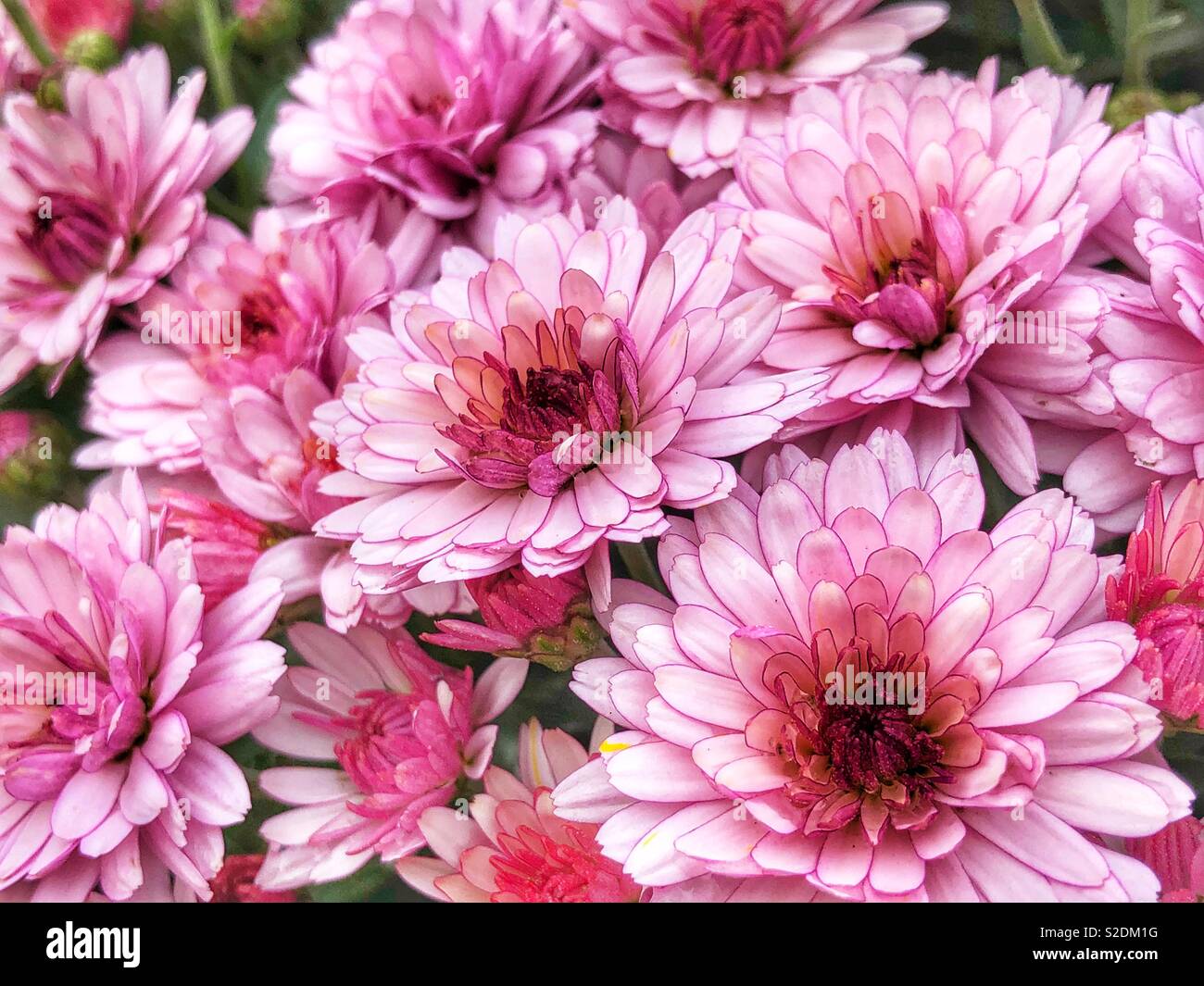 Fiori rosa - Immagine stock catturata con smartphone