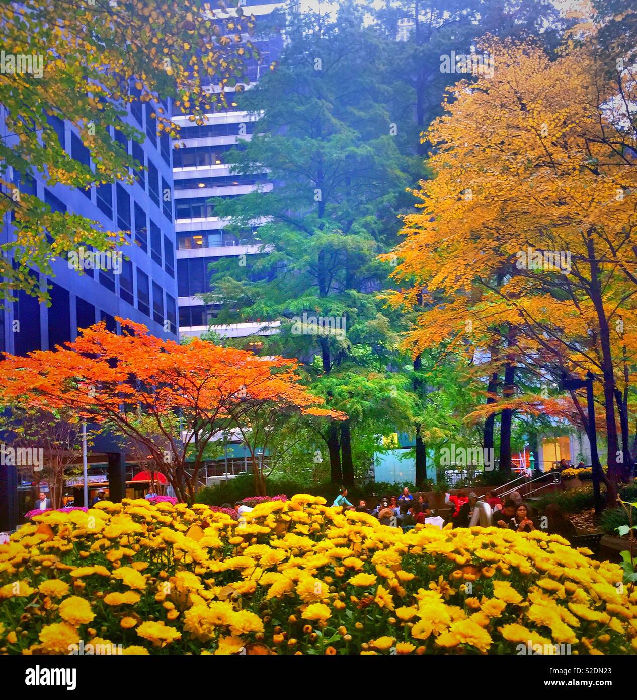 Colori dell'autunno in una piccola tasca parco circondato da edifici alti in midtown Manhattan, NYC, USAA Foto Stock
