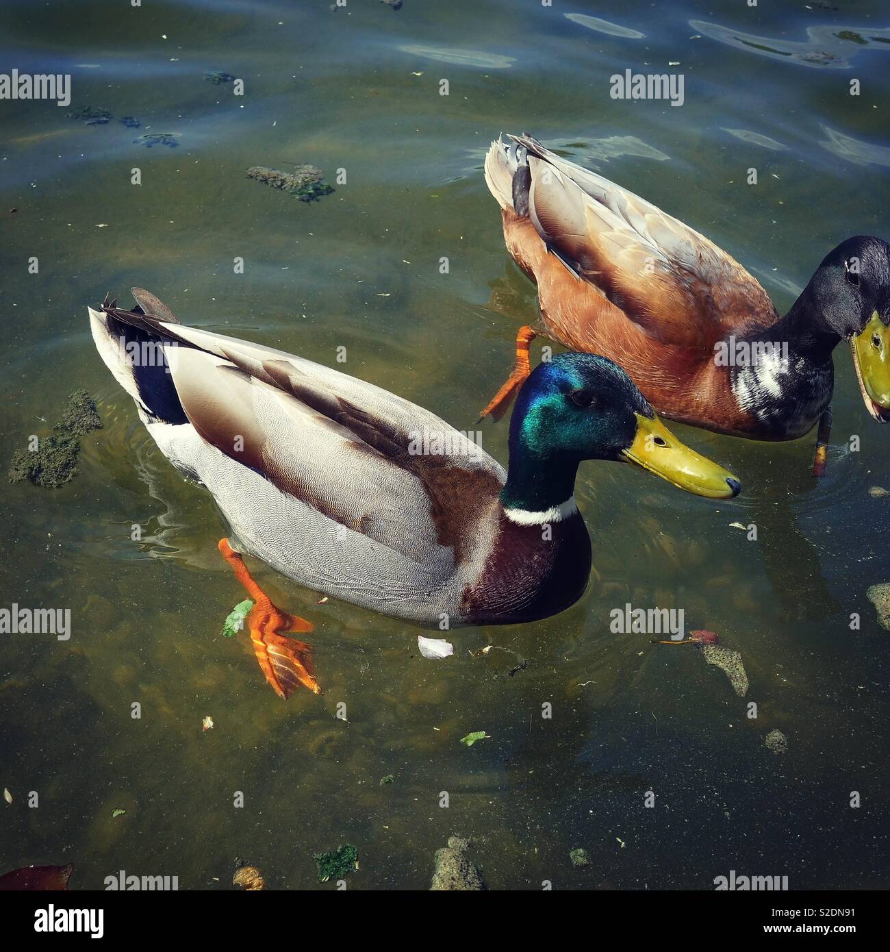 Entengespräche Foto Stock