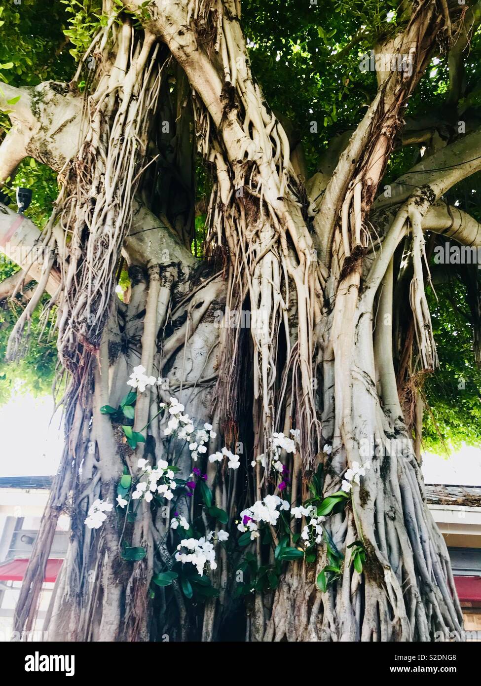Banyan Tree con fiori Foto Stock