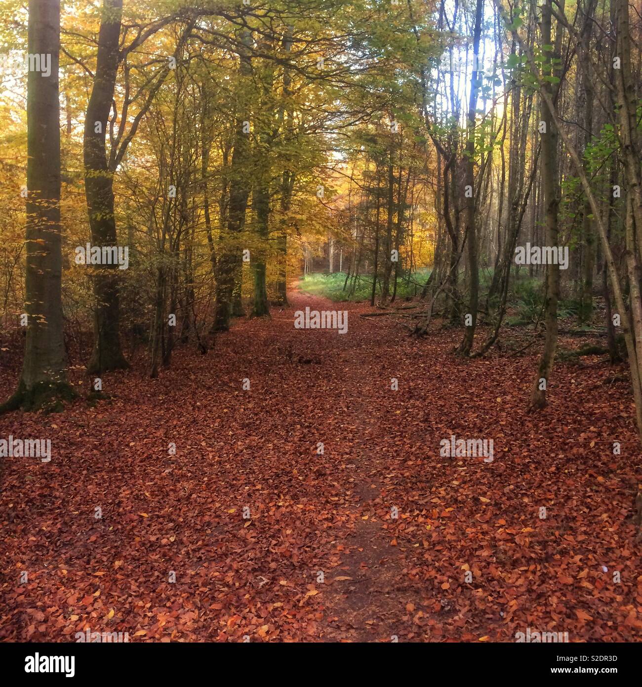 Sentiero per passeggiate nel bosco foto e immagini stock smartphone - Alamy