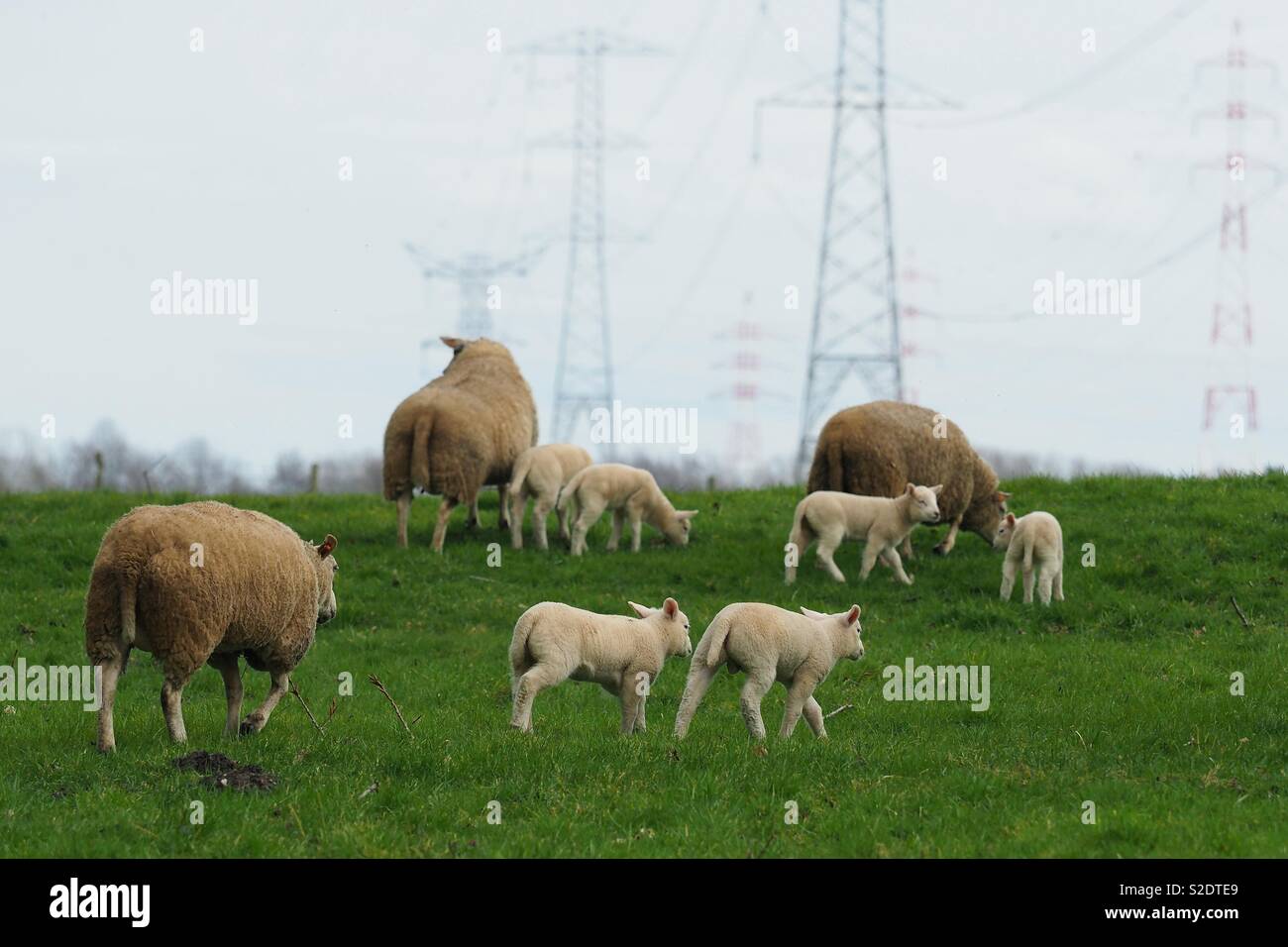 Allevamento di pecore in un prato con le linee di alimentazione in background - Immagine stock catturata con smartphone