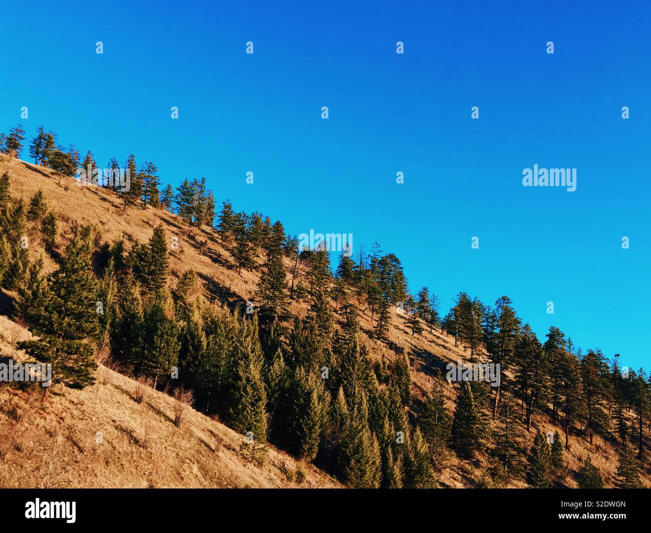 Albero sempreverde collina coperta sotto un azzurro cielo di autunno. Spazio per il testo. - Immagine stock catturata con smartphone