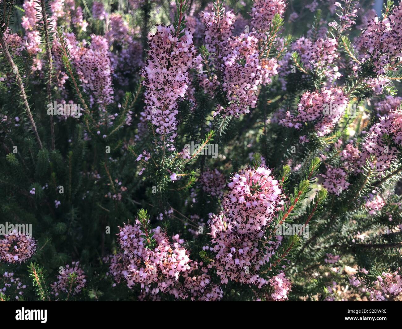 Heather pianta con fiori di colore rosa Foto Stock