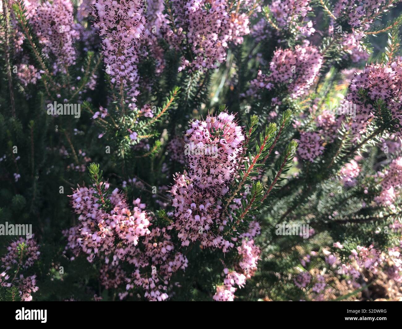 Heather pianta con fiori di colore rosa Foto Stock
