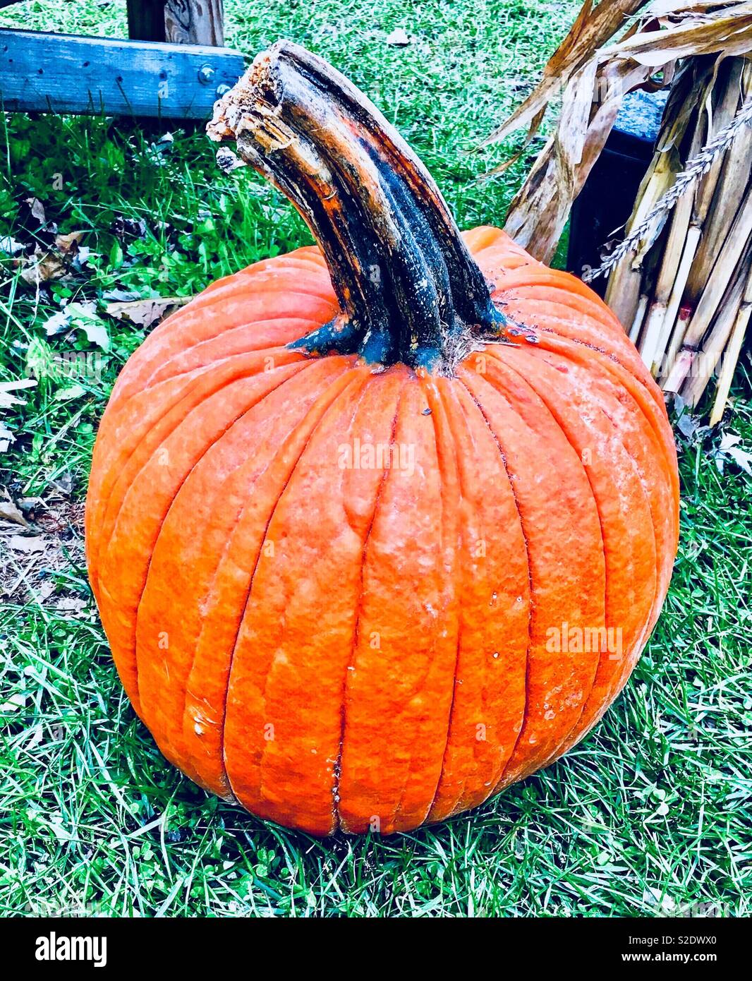 La zucca arancione con grandi vene ed enormi stelo sul prato verde accanto al decor di mais Foto Stock