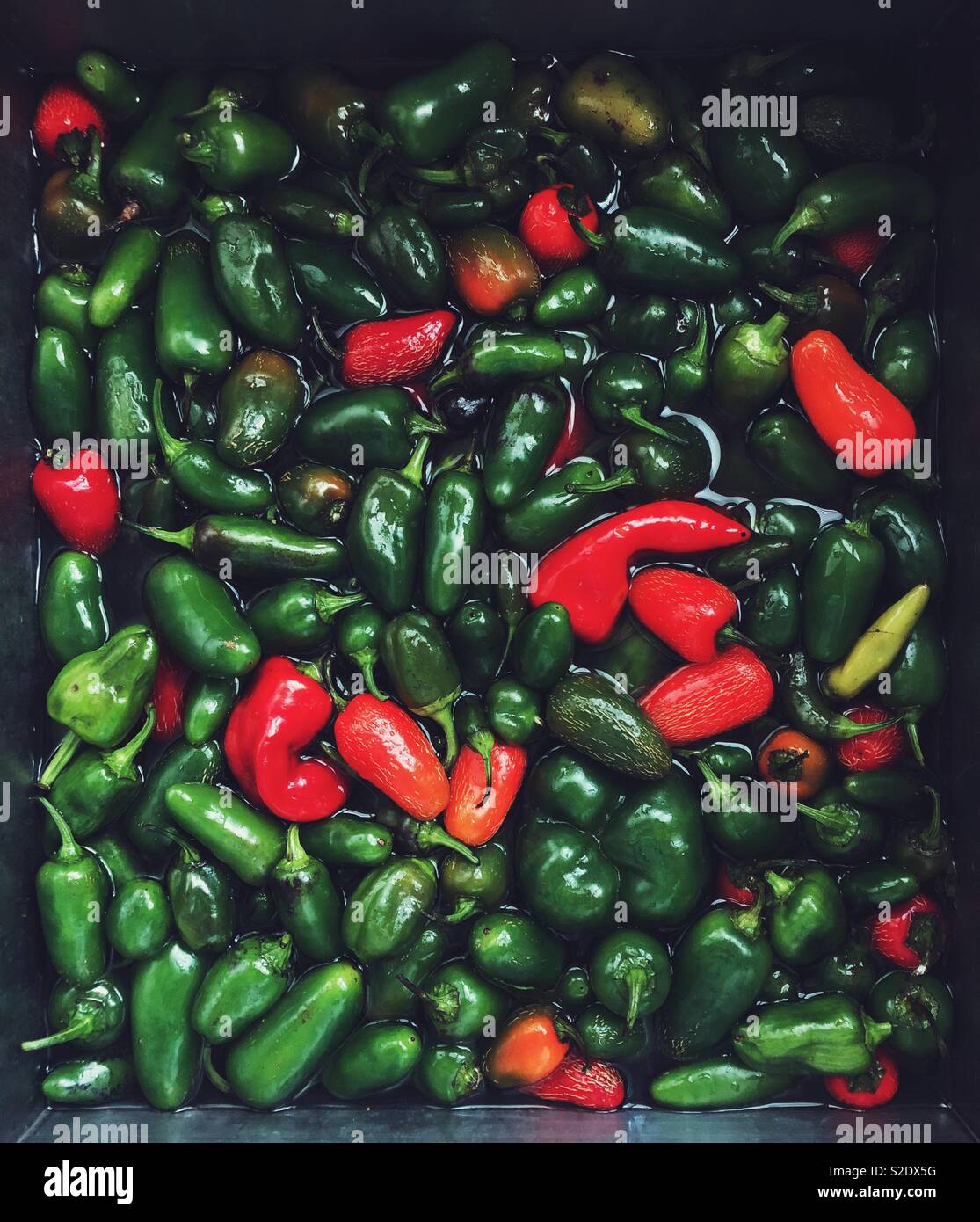 Grande quantità di prodotti freschi raccolti di colore verde e rosso jalapeños getting lavato nel lavello pieno di acqua Foto Stock