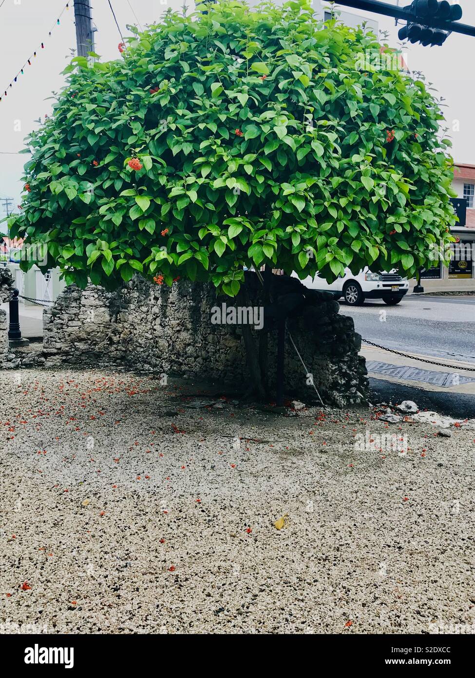 Orange tromba flower tree Foto Stock