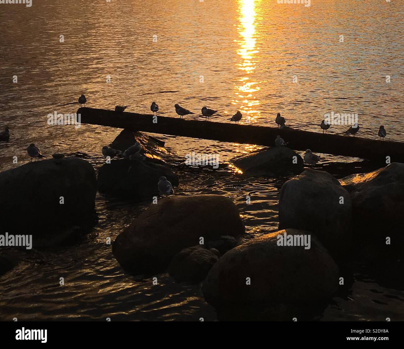 La luminosità del tramonto e gabbiani seduta Foto Stock