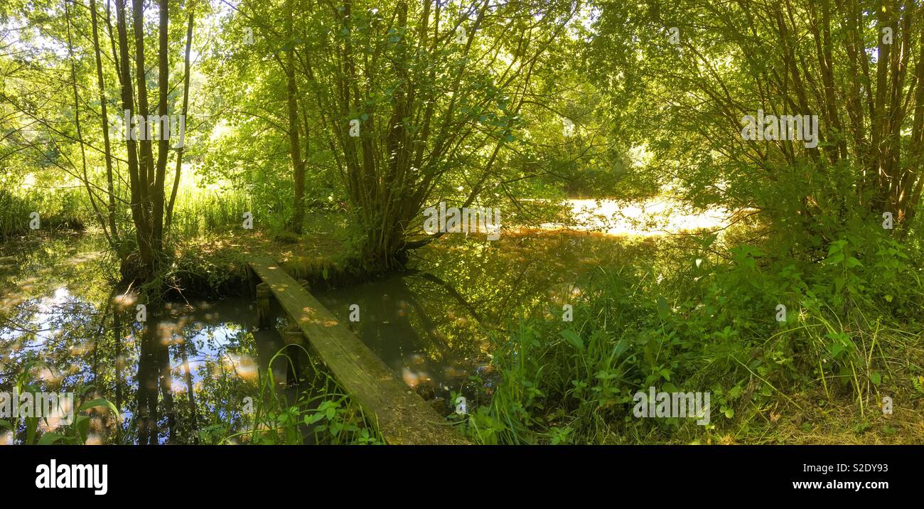 Un bosco appartato stagno su una soleggiata giornata d'estate - Immagine stock catturata con smartphone