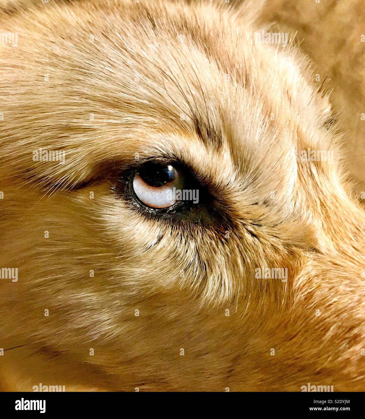 Vista dettagliata del blu occhio canino - Immagine stock catturata con smartphone