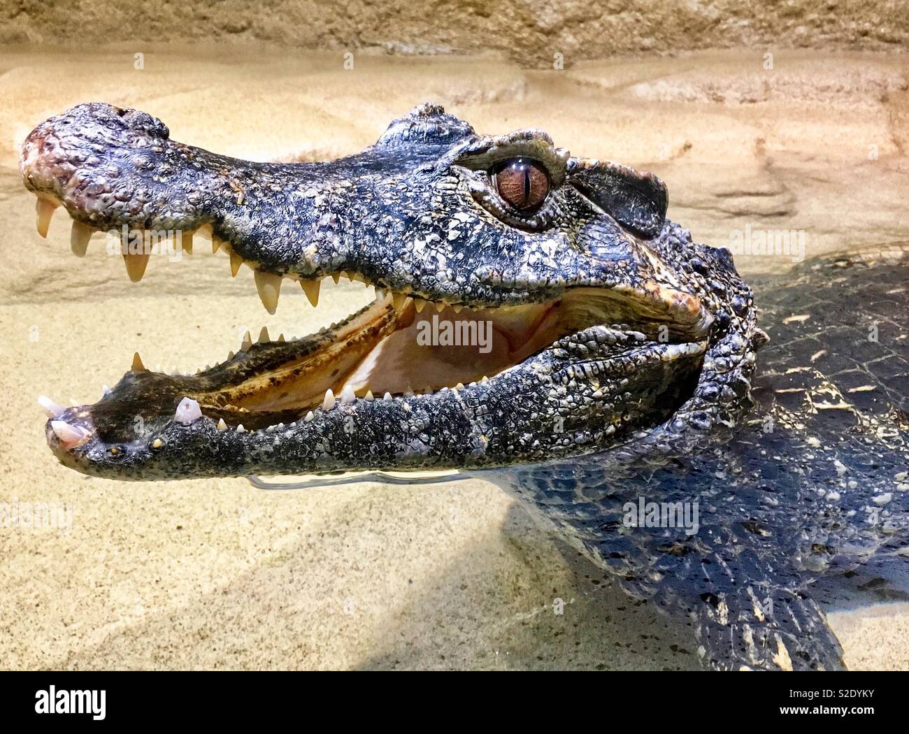 Caimano con la bocca aperta che mostra denti mentre posa in acqua Foto Stock