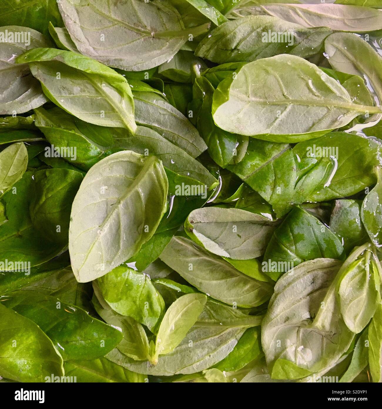 Foglie di basilico Foto Stock