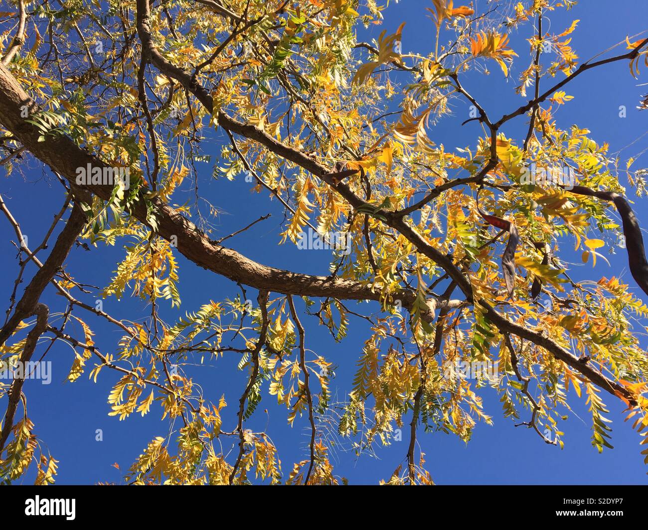 Foglie di autunno su un albero in un giorno di sole - Immagine stock catturata con smartphone