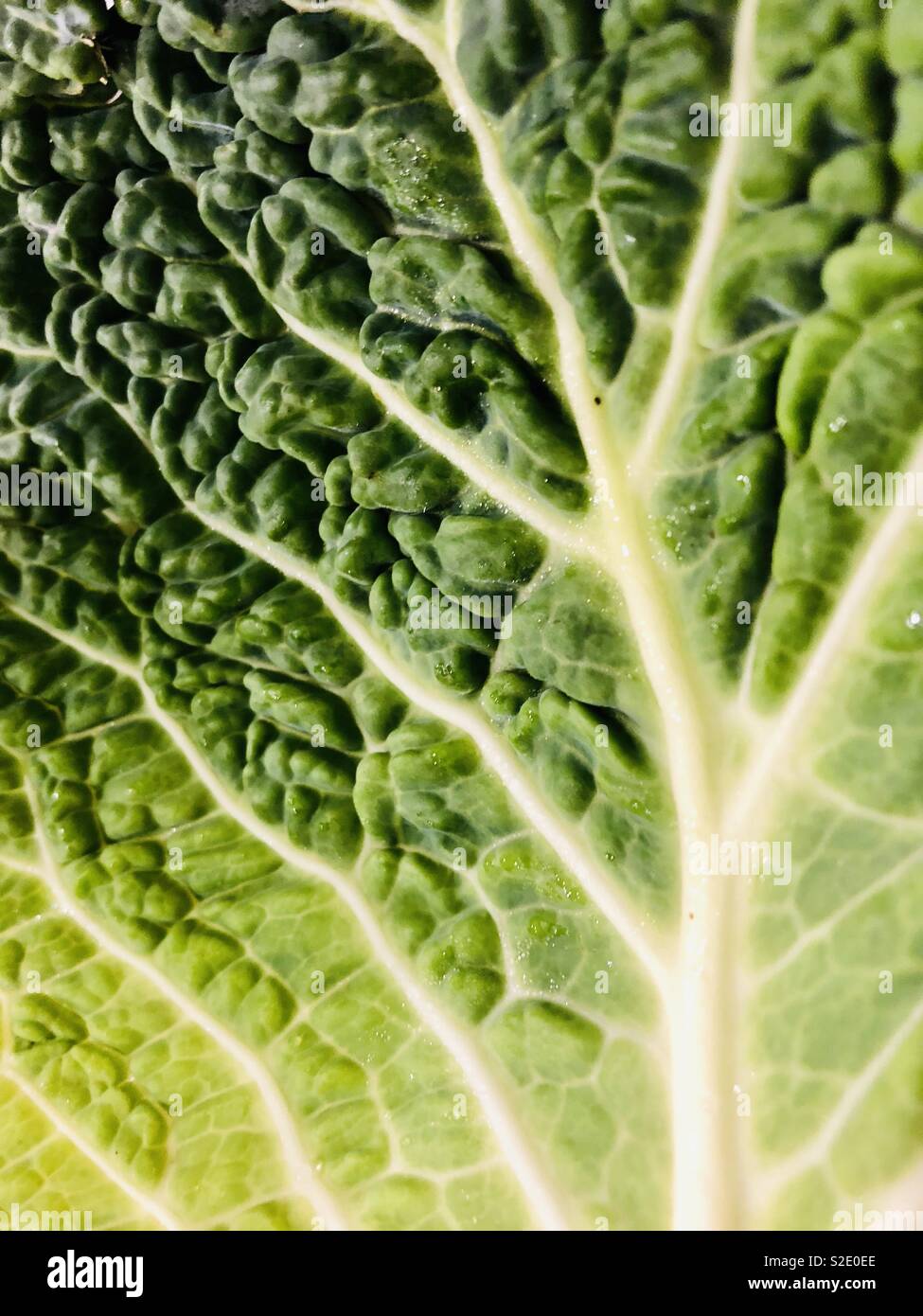 Foglia di cavolo Foto Stock