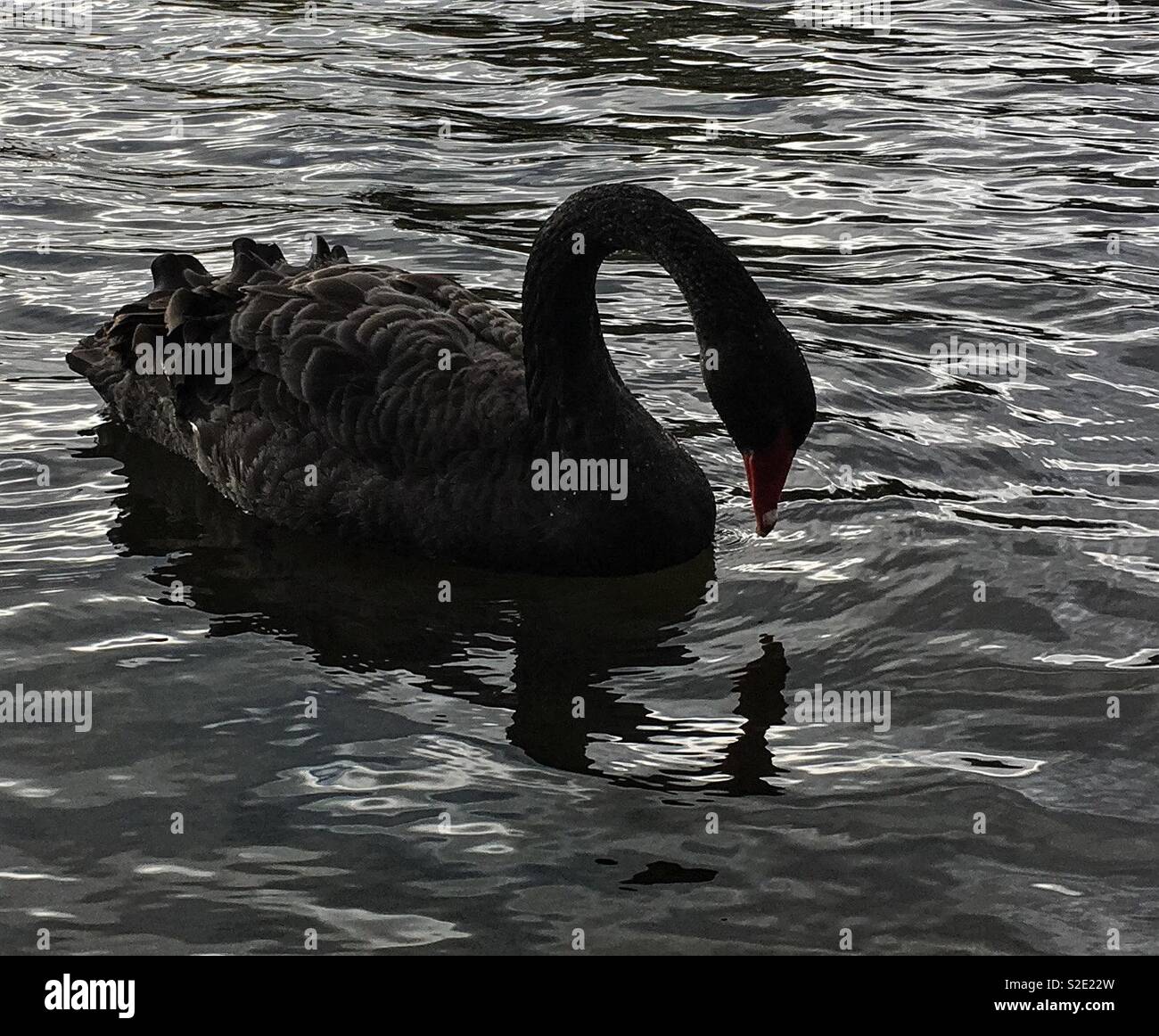 Black Swan a Hyde Park Londra guarda la sua riflessione nel 2018. Foto Stock