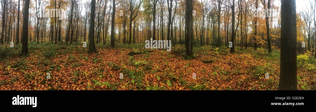 Autunnale di bosco di faggio, Hampshire, inglese, Regno Unito. - Immagine stock catturata con smartphone