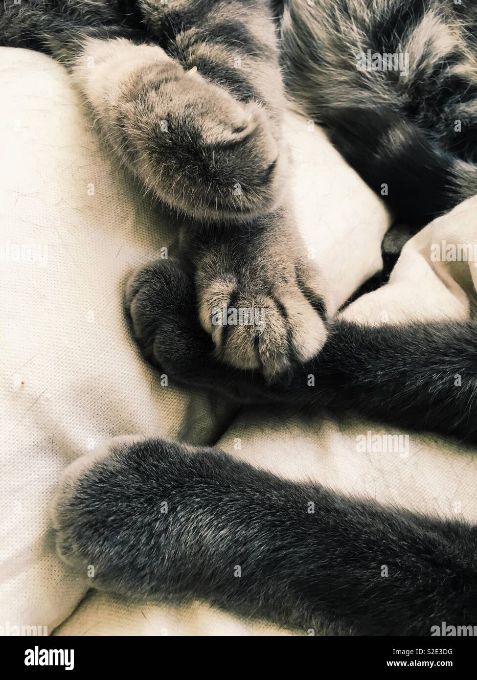 Zampe Di Gatti Foto Immagine Stock 311325996 Alamy