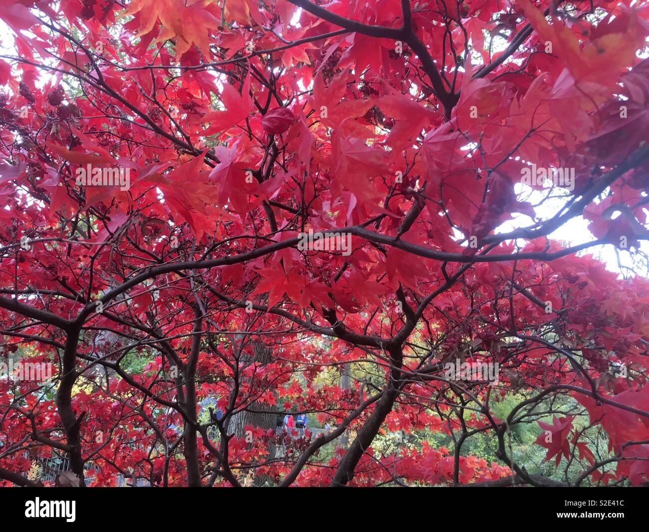 Acer Palmatum elegans. Close up del rosso fogliame autunnale del giapponese acero. Un deciduo compatta struttura elegante con dentellate di foglie lunghe. - Immagine stock catturata con smartphone