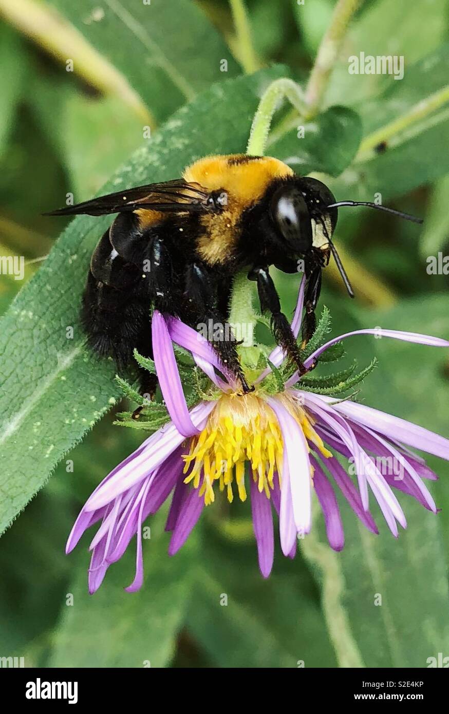 Bee seduto su una Nuova Inghilterra Aster fiore Foto Stock