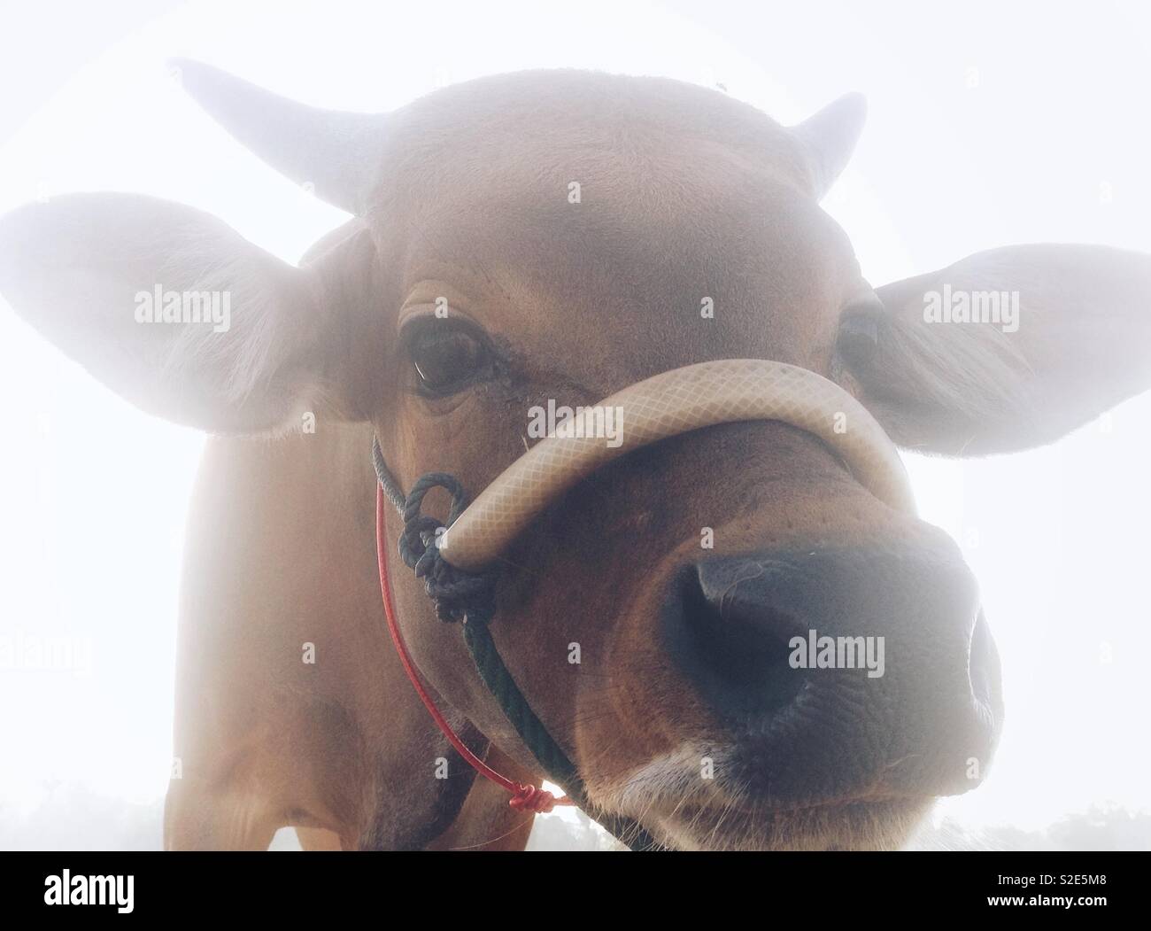 Il Portrait di vacca Foto Stock
